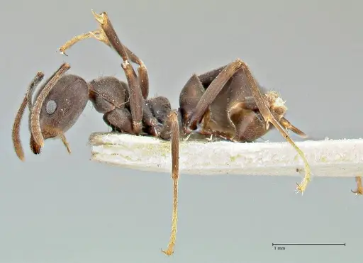 Anonychomyrma sellata specimen FOCOL2803 image focol2803_3