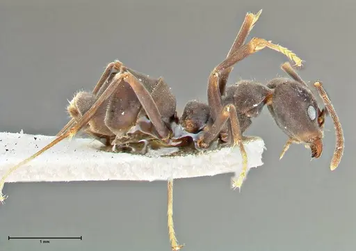 Anonychomyrma sellata specimen FOCOL2803 image focol2803_4