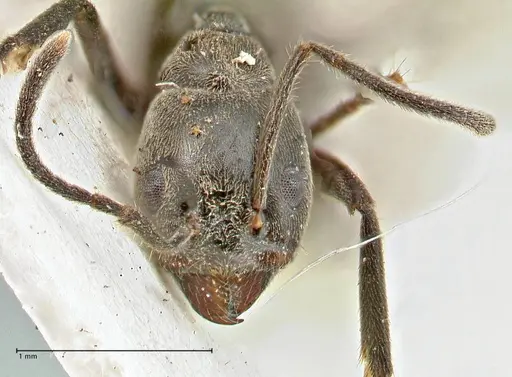 Anonychomyrma sellata specimen FOCOL2804 image focol2804_2