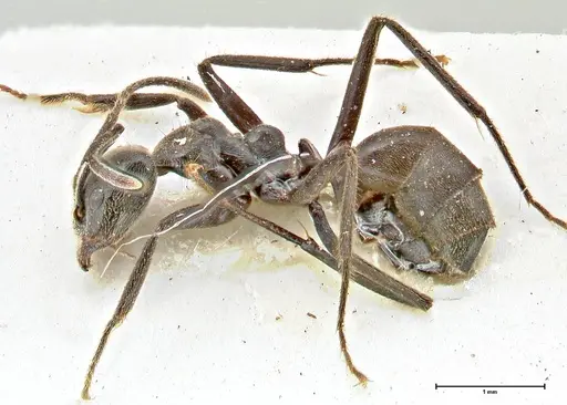 Anonychomyrma sellata specimen FOCOL2804 image focol2804_3