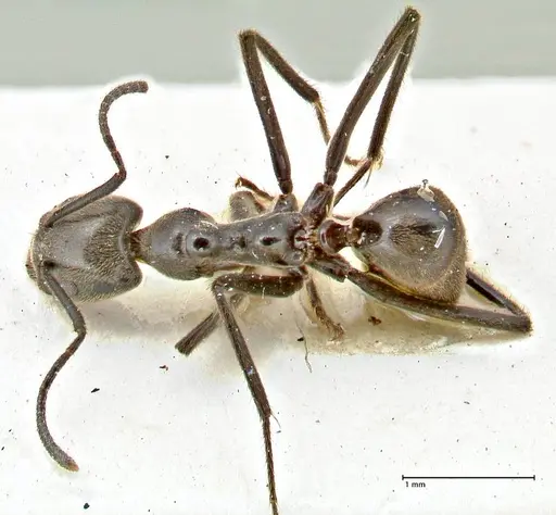 Anonychomyrma sellata specimen FOCOL2805 image focol2805_1