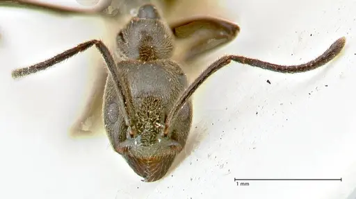 Anonychomyrma sellata specimen FOCOL2805 image focol2805_2