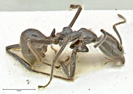 Anonychomyrma sellata specimen FOCOL2805 image focol2805_3
