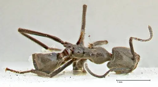 Anonychomyrma sellata specimen FOCOL2806 image focol2806_1