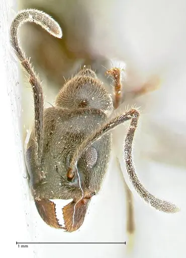 Anonychomyrma sellata specimen FOCOL2806 image focol2806_2