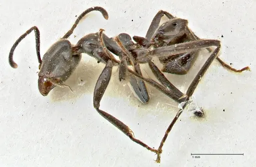 Anonychomyrma sellata specimen FOCOL2806 image focol2806_3