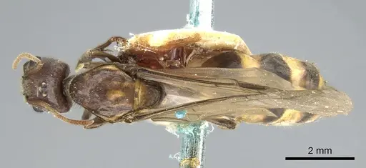 Anonychomyrma tigris specimen CASENT0906230 image casent0906230_1