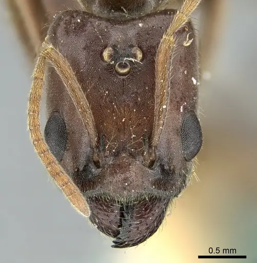 Anonychomyrma tigris specimen CASENT0906230 image casent0906230_2