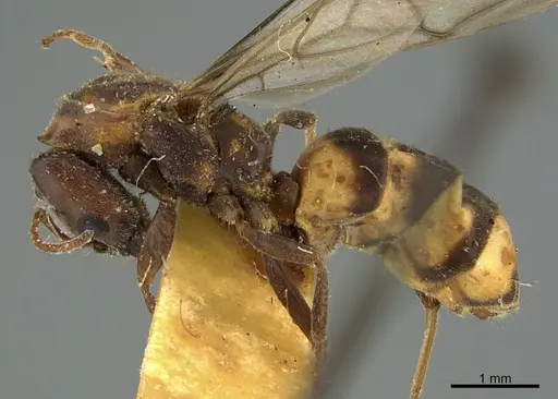 Anonychomyrma tigris specimen CASENT0923574 image casent0923574_1