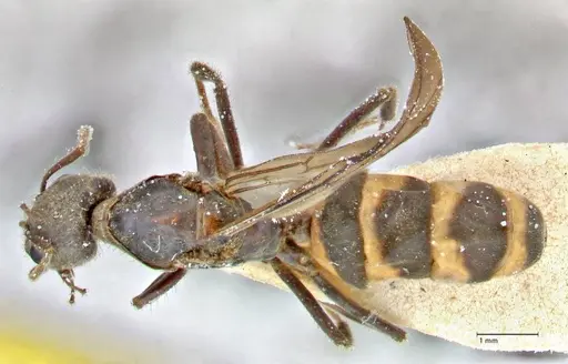 Anonychomyrma tigris specimen FOCOL2813 image focol2813_1