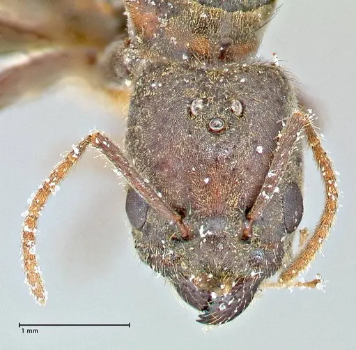 Anonychomyrma tigris specimen FOCOL2813 image focol2813_2