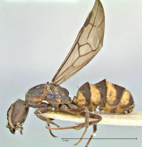 Anonychomyrma tigris specimen FOCOL2813 image focol2813_3