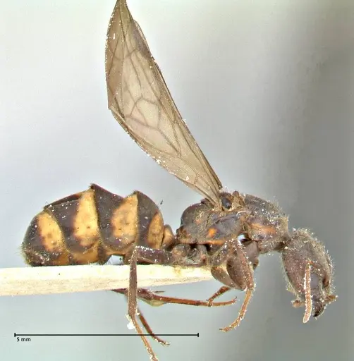 Anonychomyrma tigris specimen FOCOL2813 image focol2813_4