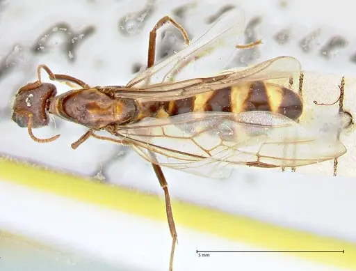 Anonychomyrma tigris specimen FOCOL2814 image focol2814_1