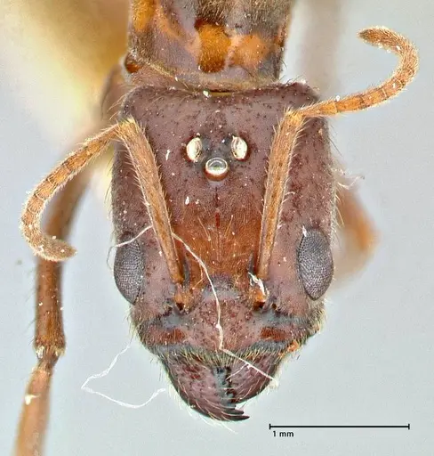 Anonychomyrma tigris specimen FOCOL2814 image focol2814_2