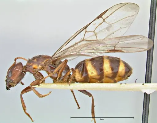 Anonychomyrma tigris specimen FOCOL2814 image focol2814_3