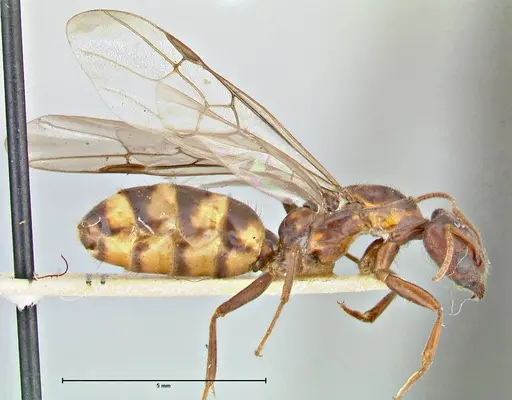 Anonychomyrma tigris specimen FOCOL2814 image focol2814_4