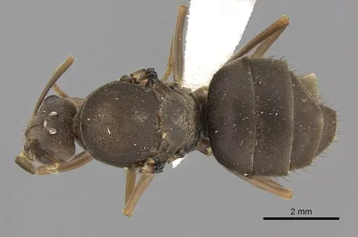 Anoplolepis carinata specimen CASENT0235239 image casent0235239_1