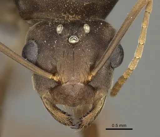 Anoplolepis carinata specimen CASENT0235239 image casent0235239_2