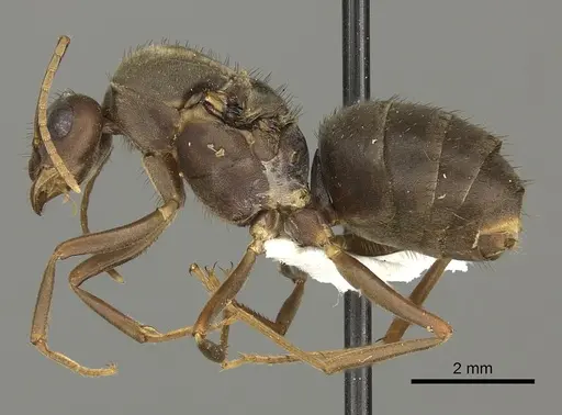 Anoplolepis carinata specimen CASENT0235239 image casent0235239_3