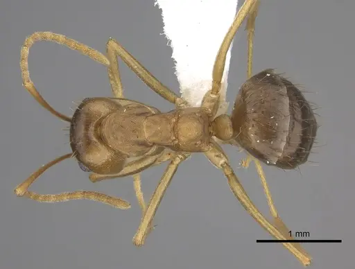 Anoplolepis carinata specimen CASENT0408202 image casent0408202_1