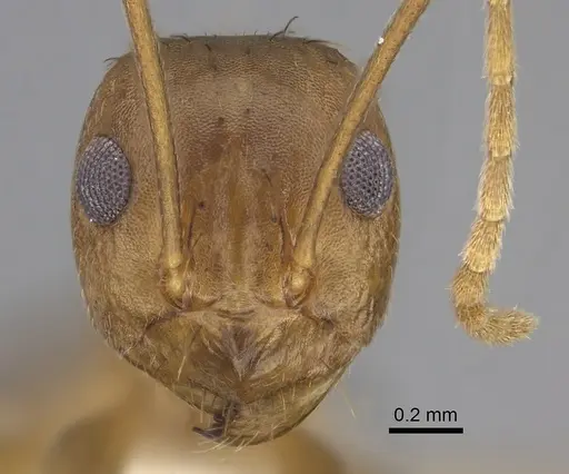 Anoplolepis carinata specimen CASENT0408202 image casent0408202_2