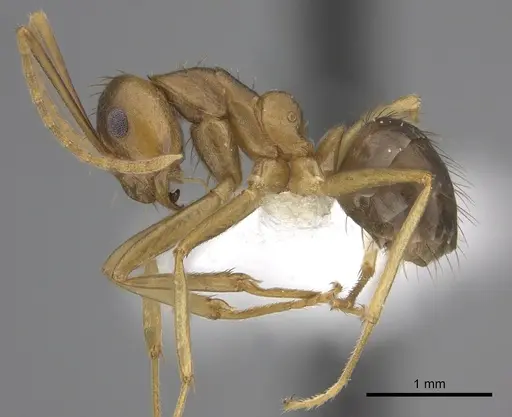 Anoplolepis carinata specimen CASENT0408202 image casent0408202_3