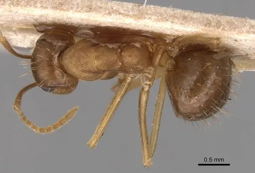 Anoplolepis carinata specimen CASENT0905137 image casent0905137_1
