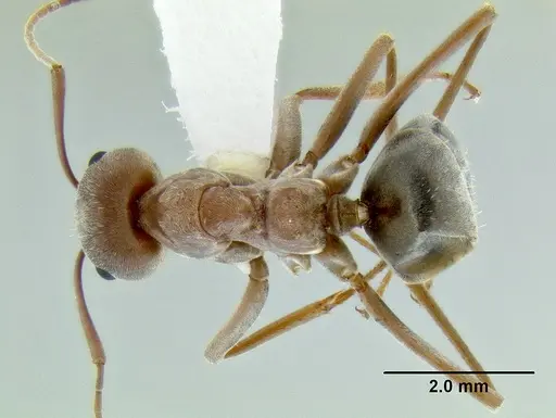 Anoplolepis custodiens specimen CASENT0106259 image casent0106259_1