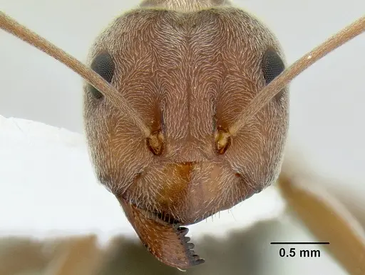 Anoplolepis custodiens specimen CASENT0106259 image casent0106259_2