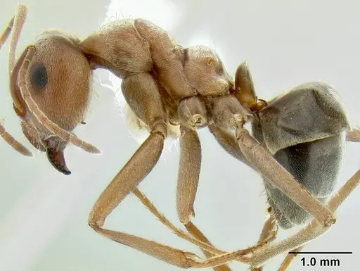 Anoplolepis custodiens specimen CASENT0106259 image casent0106259_3