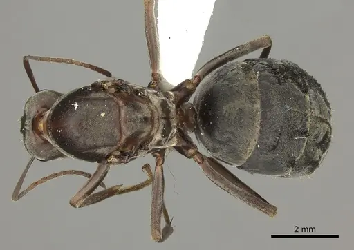 Anoplolepis custodiens specimen CASENT0170533 image casent0170533_1