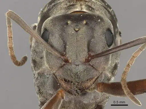 Anoplolepis custodiens specimen CASENT0170533 image casent0170533_2
