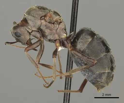 Anoplolepis custodiens specimen CASENT0170533 image casent0170533_3