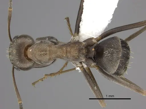 Anoplolepis custodiens specimen CASENT0170535 image casent0170535_1