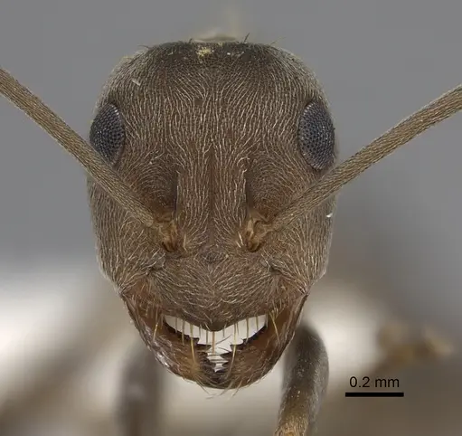 Anoplolepis custodiens specimen CASENT0170535 image casent0170535_2