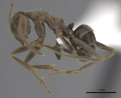 Anoplolepis custodiens specimen CASENT0170535 image casent0170535_3