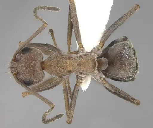 Anoplolepis custodiens specimen CASENT0170536 image casent0170536_1