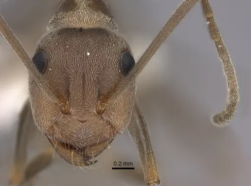 Anoplolepis custodiens specimen CASENT0170536 image casent0170536_2