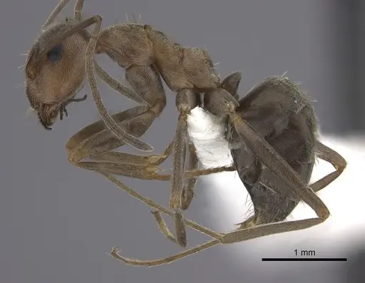 Anoplolepis custodiens specimen CASENT0170536 image casent0170536_3