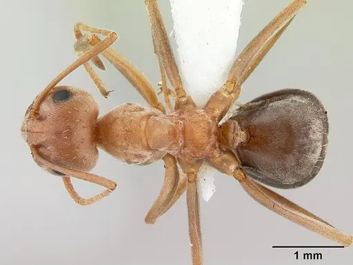 Anoplolepis custodiens specimen CASENT0170537 image casent0170537_1