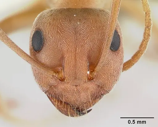 Anoplolepis custodiens specimen CASENT0170537 image casent0170537_2