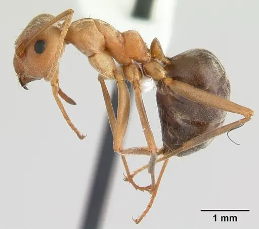 Anoplolepis custodiens specimen CASENT0170537 image casent0170537_3