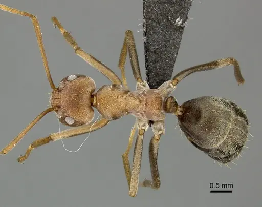 Anoplolepis custodiens specimen CASENT0235366 image casent0235366_1