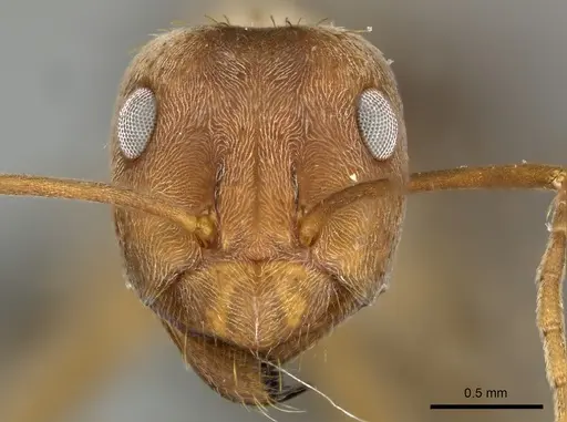 Anoplolepis custodiens specimen CASENT0235366 image casent0235366_2