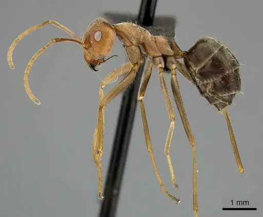 Anoplolepis custodiens specimen CASENT0235366 image casent0235366_3