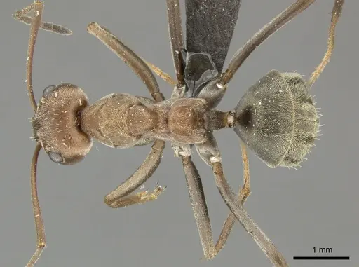 Anoplolepis custodiens specimen CASENT0235828 image casent0235828_1