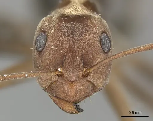 Anoplolepis custodiens specimen CASENT0235828 image casent0235828_2