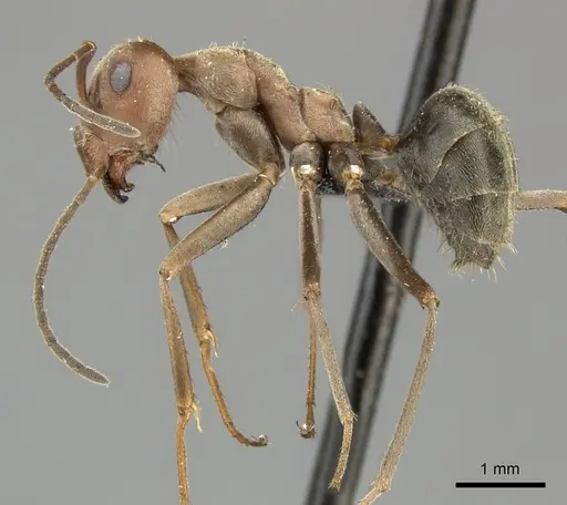 Anoplolepis custodiens specimen CASENT0235828 image casent0235828_3