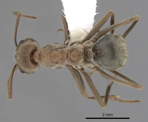 Anoplolepis custodiens specimen CASENT0249925 image casent0249925_1